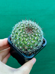 Mammillaria zeilmaniana