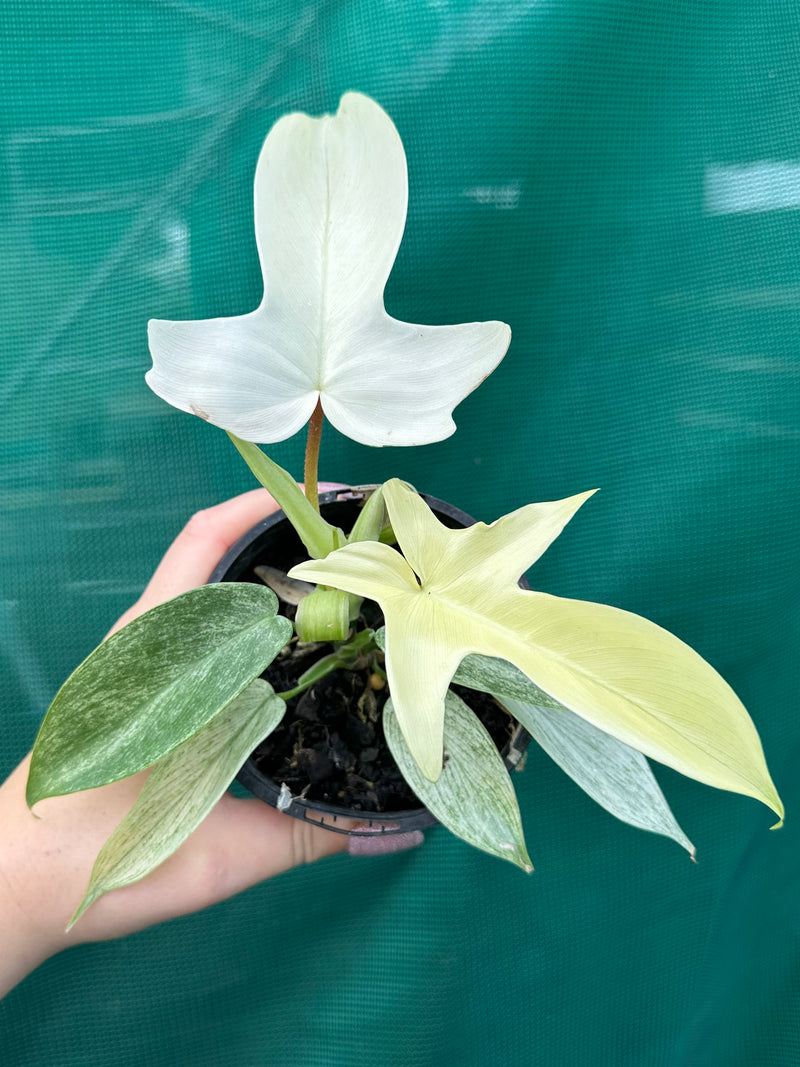 Philodendron ’Florida Ghost’