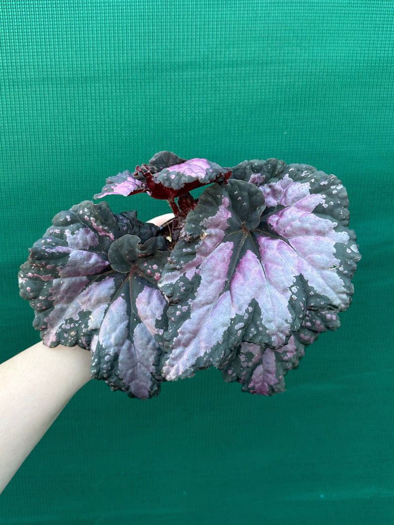 Begonia ‘Twisted Sister’