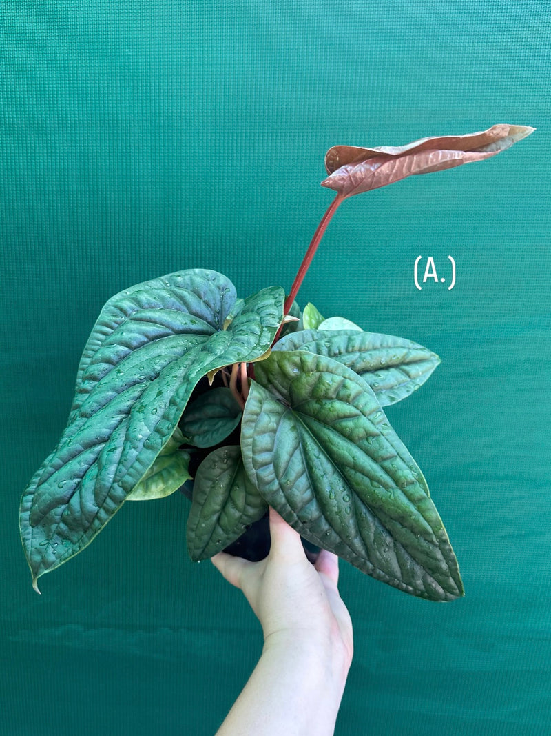 Anthurium luxurians x radicans