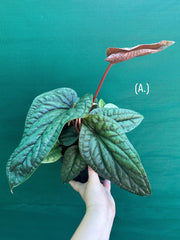 Anthurium luxurians x radicans