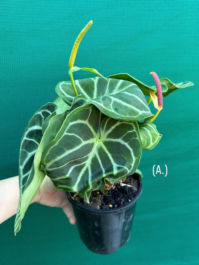 Anthurium crystallinum hybrid NEW