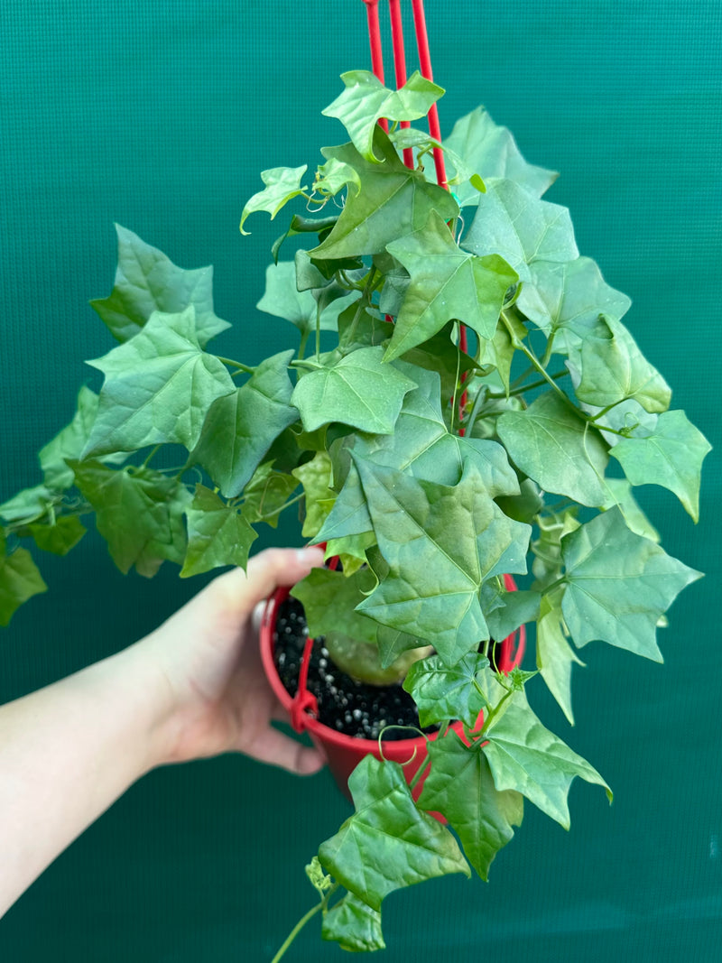 Gerrardanthus macrorhizus