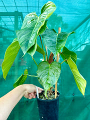 Philodendron sodiroi (non-tc)
