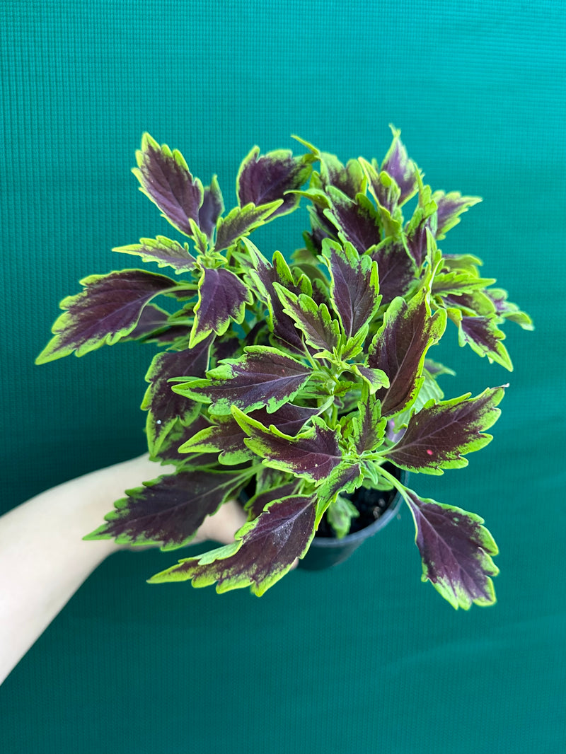 Coleus NOID 8