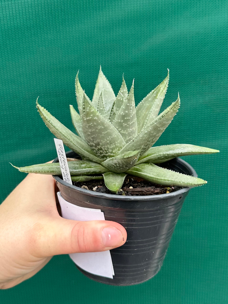 Gasteraloe ‘Gray Ghost’
