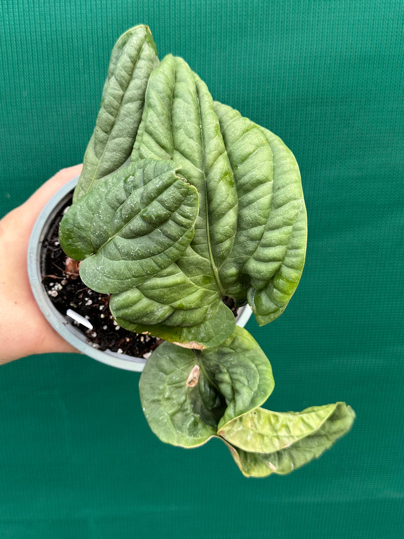 Anthurium ‘Radicans’