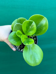 Peperomia Obtusifolia ‘Lemon Lime’