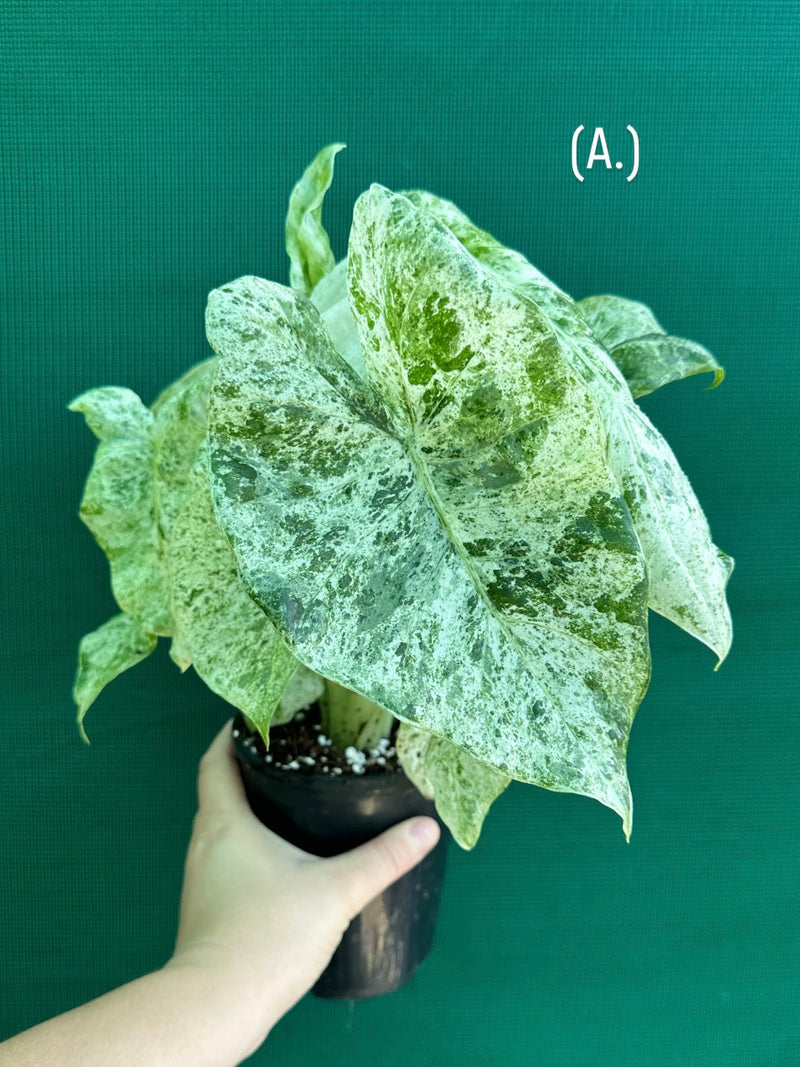 Alocasia odora batik ‘Splash’