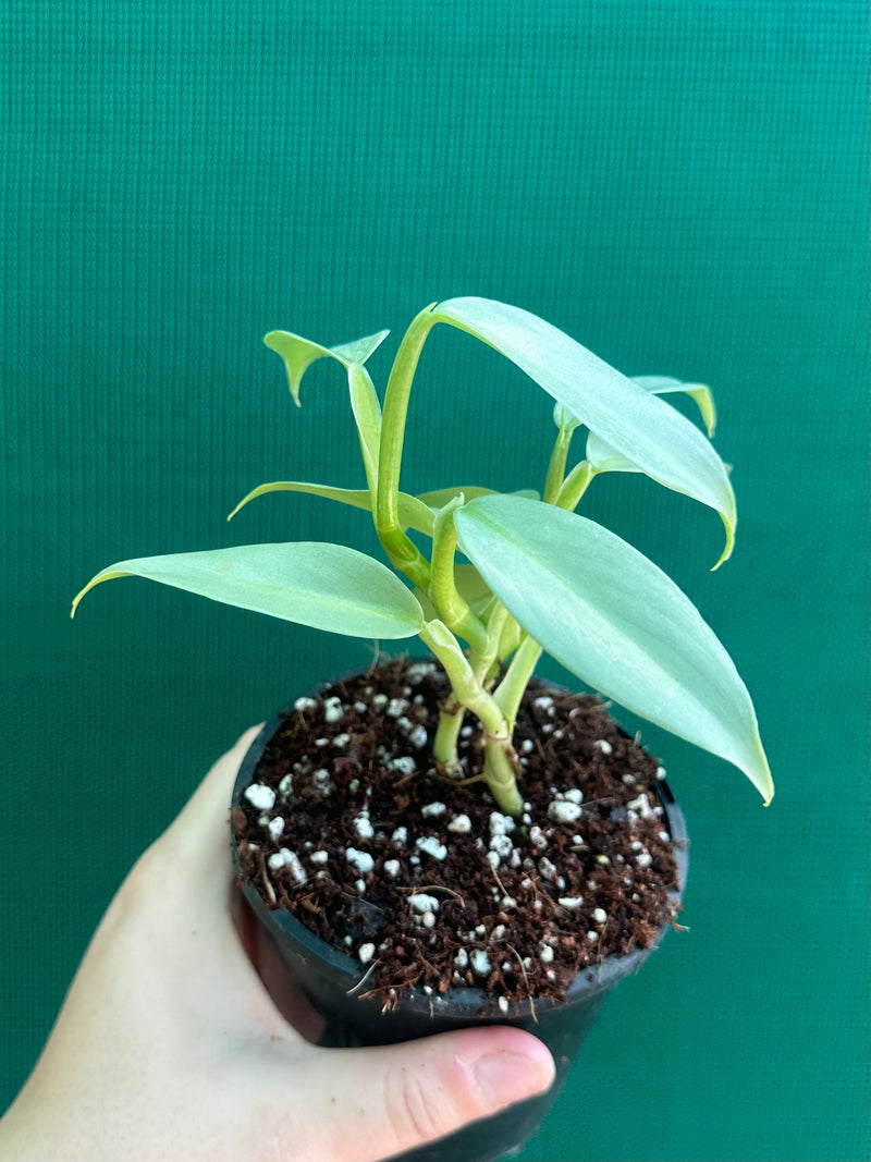 Philodendron hastatum