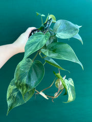 Philodendron Heart-leaf Variegated