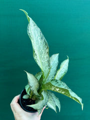 Dieffenbachia ‘Memoria Corsii’