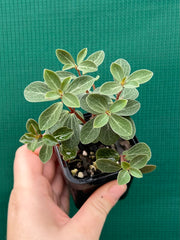 Peperomia verticillata