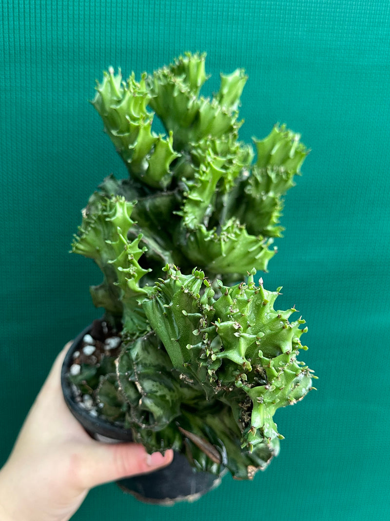Euphorbia Lactea f. cristata NEW