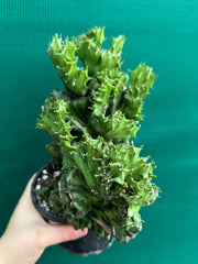 Euphorbia Lactea f. cristata NEW