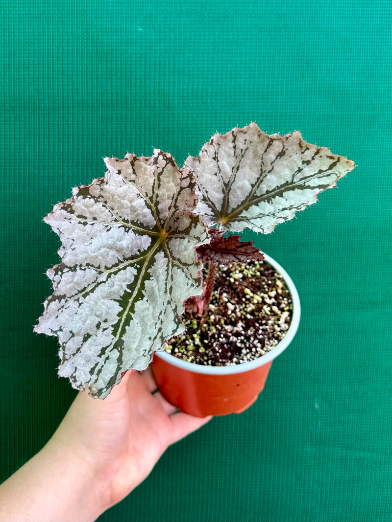 Begonia Rex ‘Silver White’