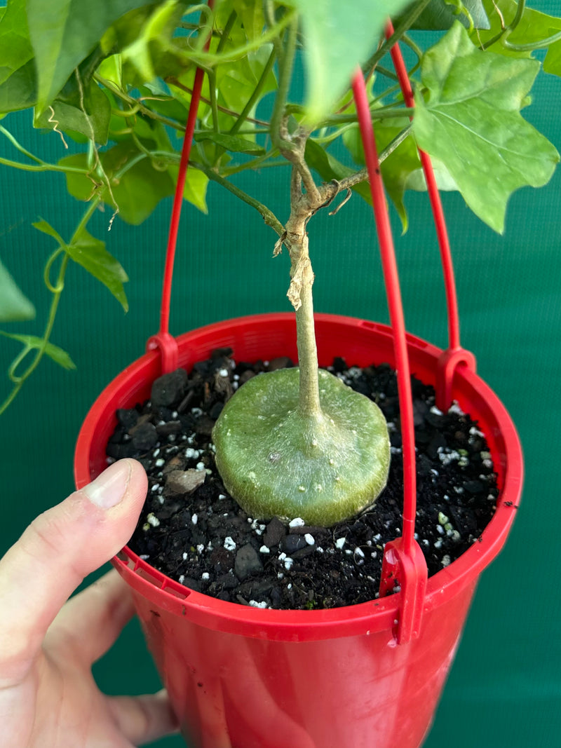 Gerrardanthus macrorhizus