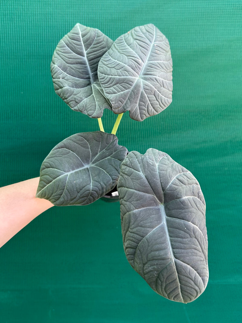 Alocasia ‘Inflos’ NEW
