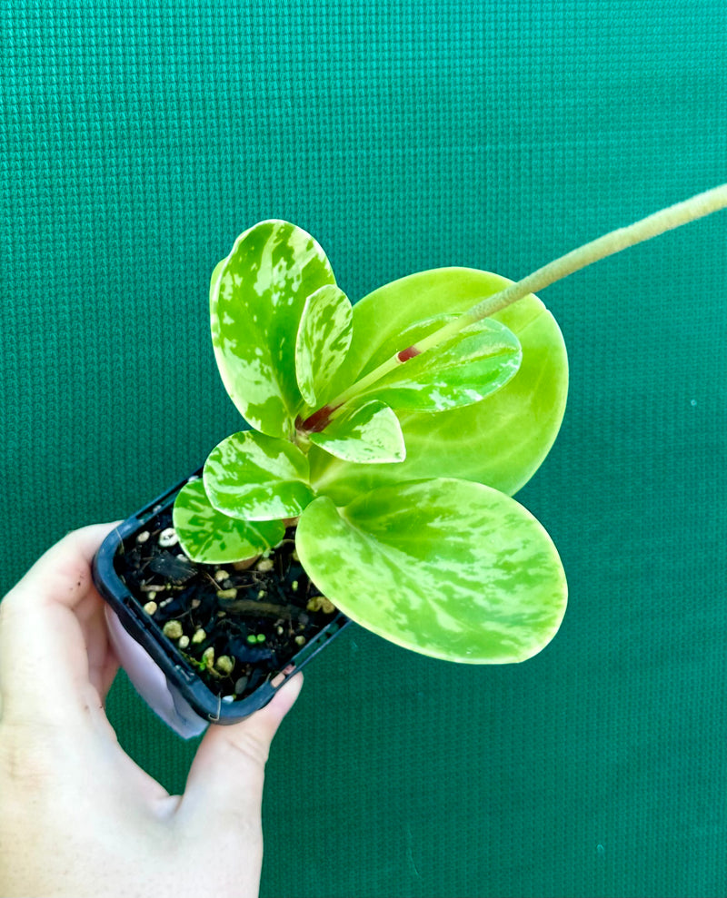 Peperomia Obtusifolia ‘Variegated’