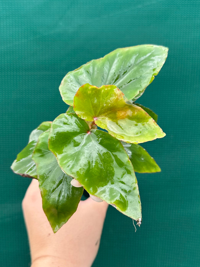 Begonia ‘Sachsen’