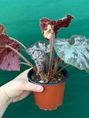 Begonia NOID 6