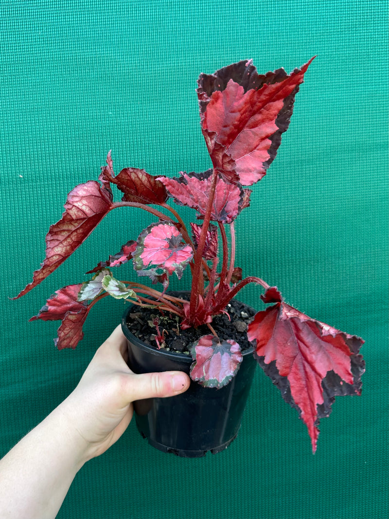 Begonia ‘Red Kiss’