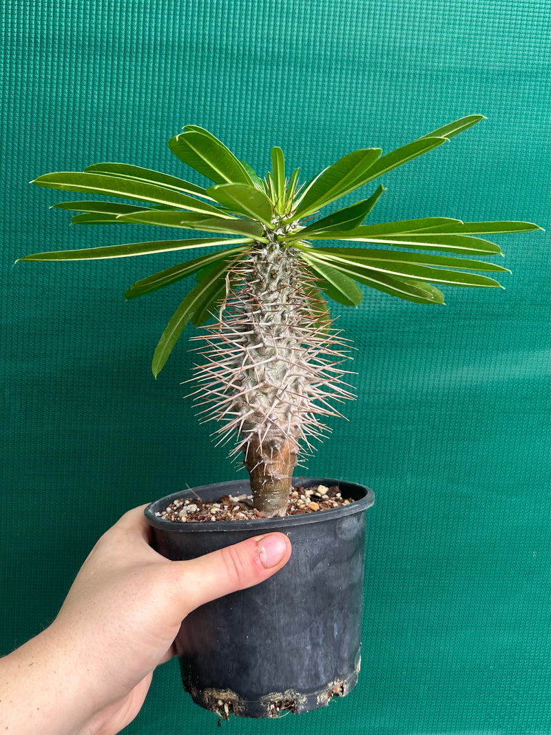 Pachypodium lamerei NEW