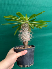Pachypodium lamerei NEW