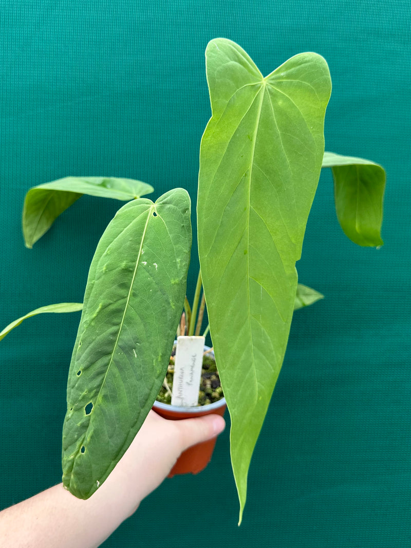 Anthurium ‘Panamense’ NEW