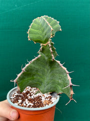 Euphorbia grandialata