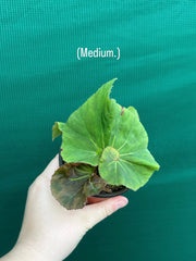 Begonia ‘Elsie Zilm’ NEW