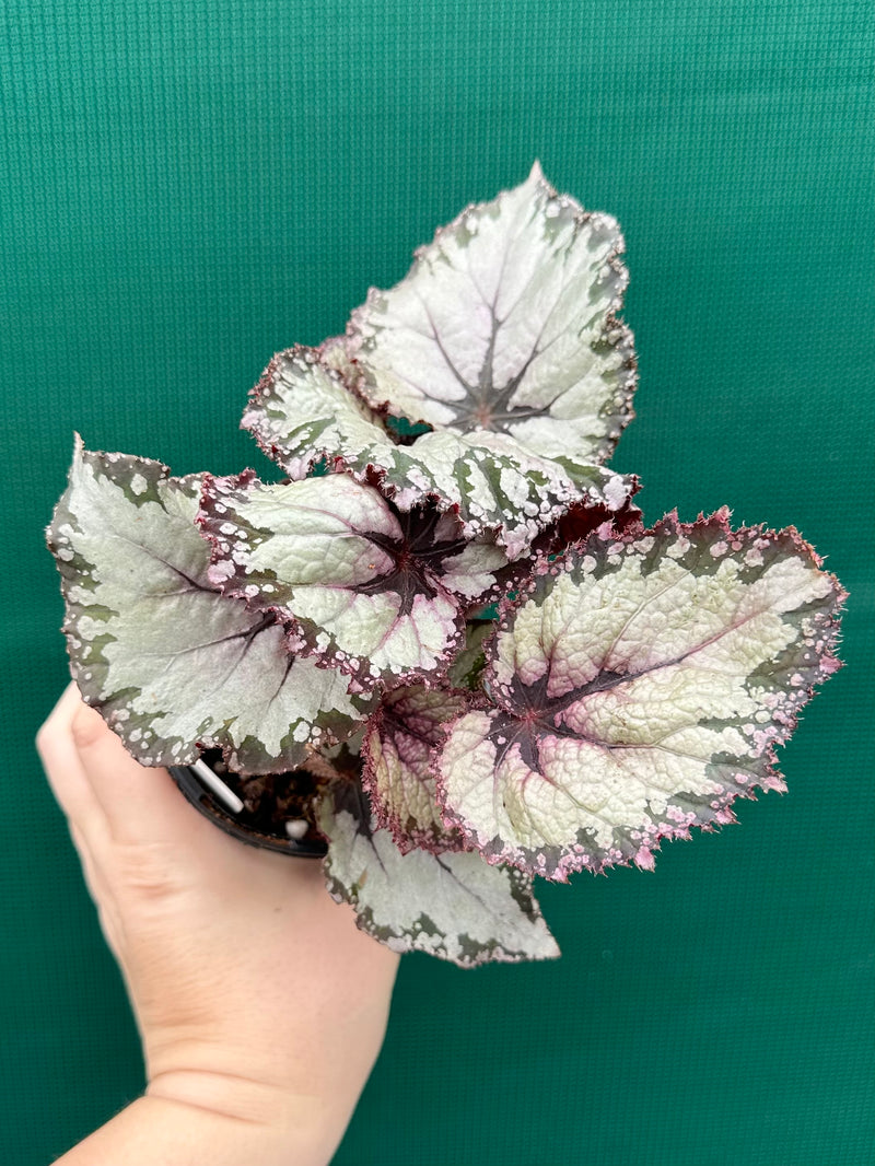 Begonia NOID 37