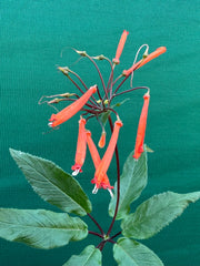 Sinningia douglasii NEW