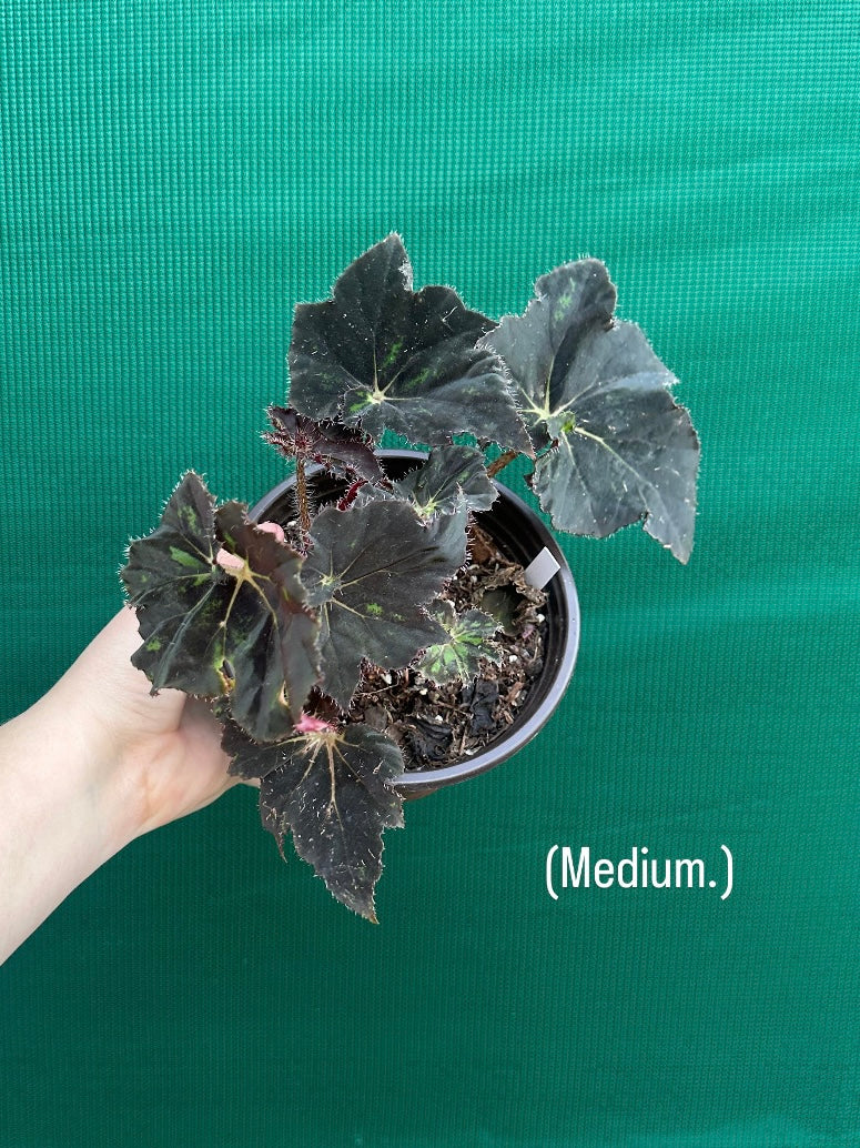 Begonia ‘Cantata’ NEW