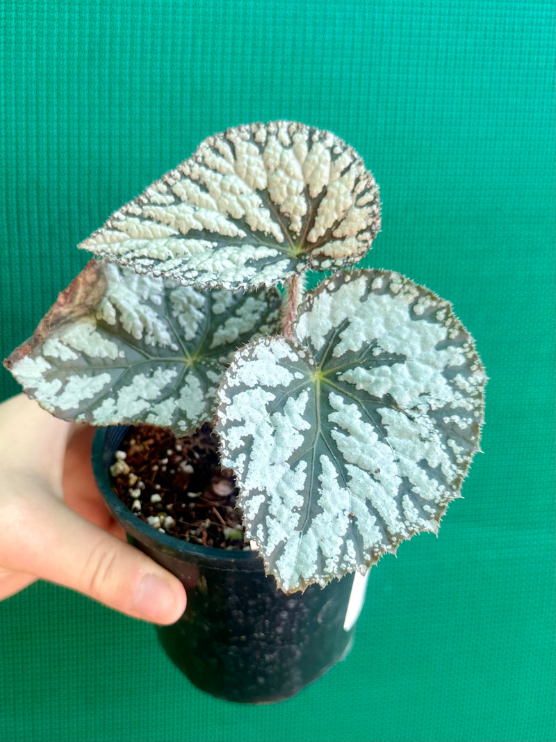 Begonia ‘Polonaise’