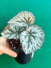 Begonia ‘Polonaise’