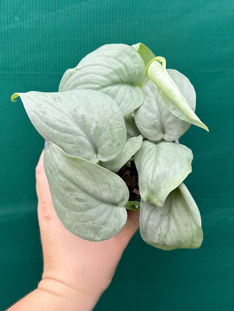 Schindapsus ‘Silver Hero’