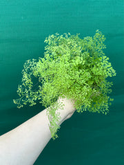 Adiantum unknown NEW