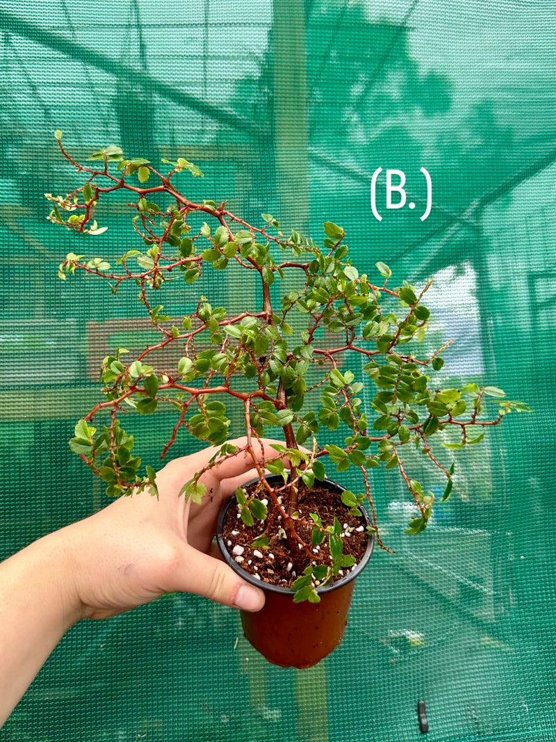 Begonia foliosa