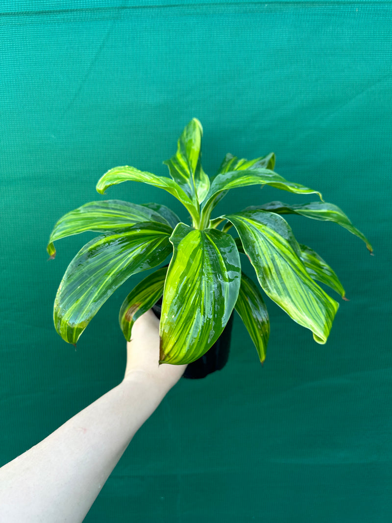 Cordyline fruticosa ‘Tropic Frost’ NEW