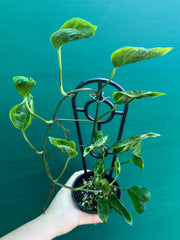 Epipremnum Shangri La