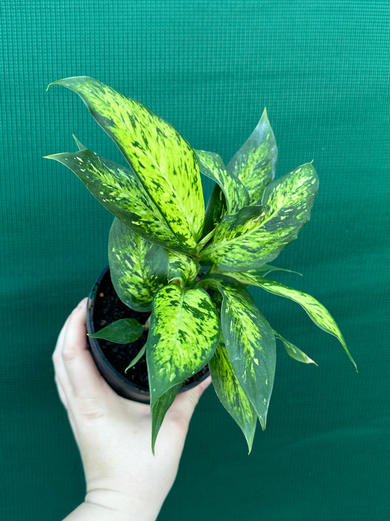 Dieffenbachia ‘Star Bright’ NEW