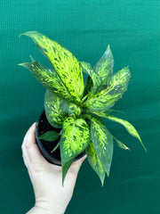 Dieffenbachia ‘Star Bright’ NEW