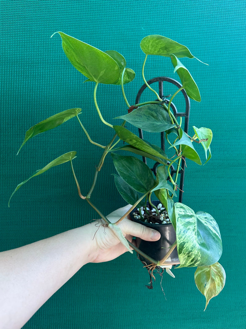 Philodendron Heart-leaf Variegated