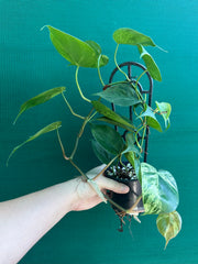 Philodendron Heart-leaf Variegated