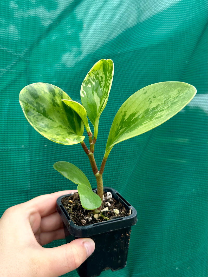 Peperomia Obtusifolia ‘Variegated’ NEW