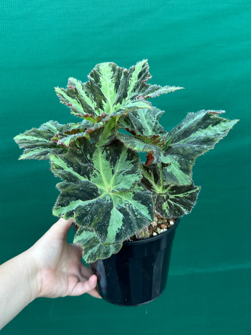 Begonia ‘Norgrove Star’