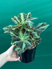 Begonia ‘Norgrove Star’