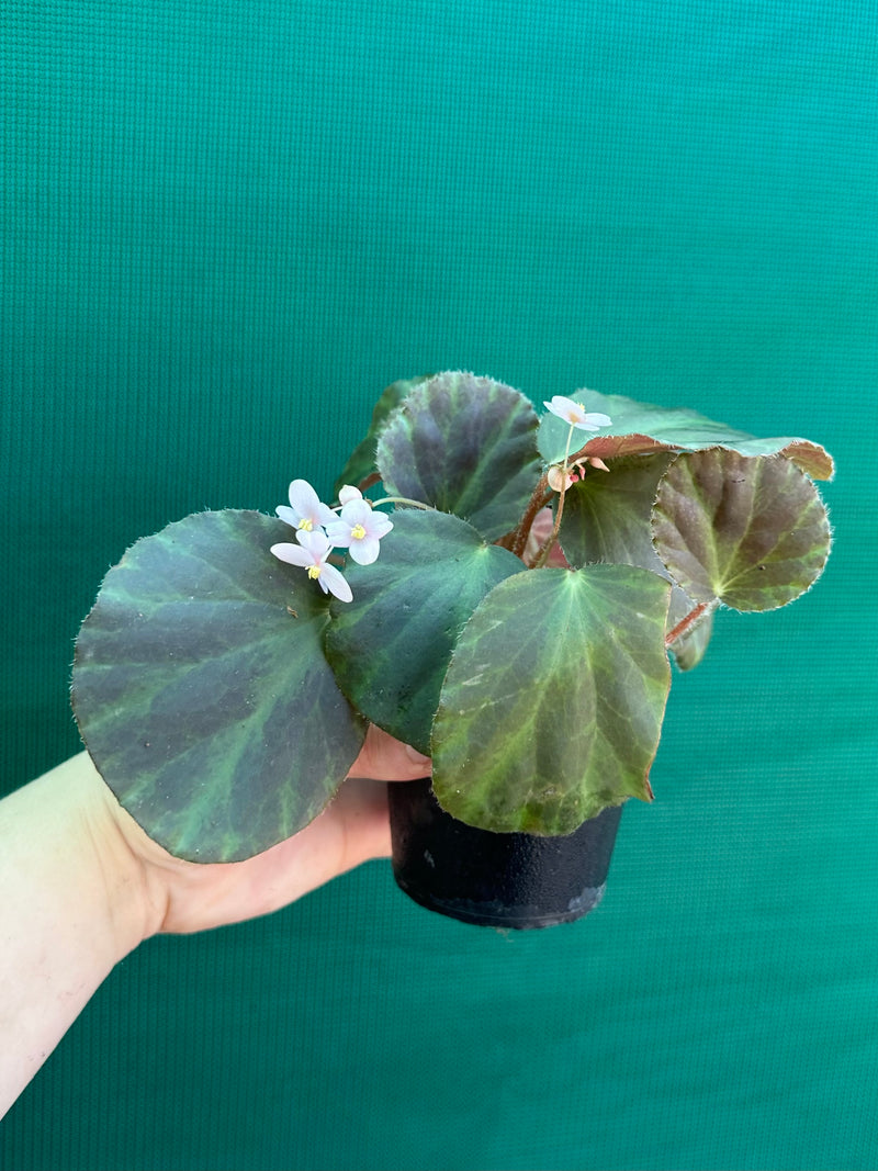 Begonia tagbanua variegated NEW