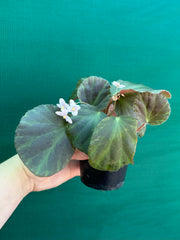 Begonia tagbanua variegated NEW